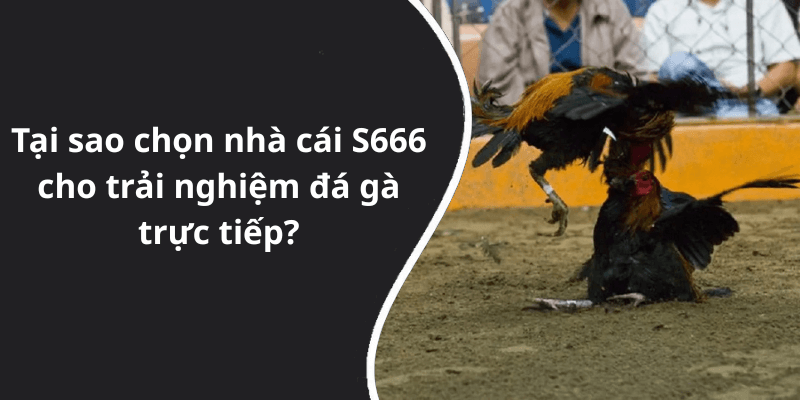 Tại sao chọn nhà cái S666 cho trải nghiệm đá gà trực tiếp