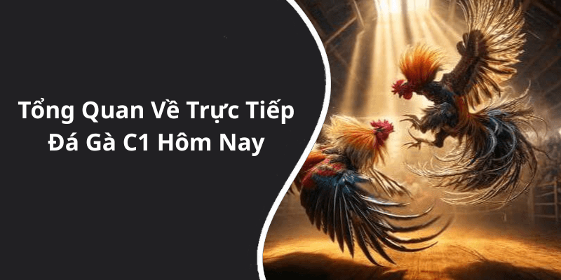Tổng Quan Về Trực Tiếp Đá Gà C1 Hôm Nay